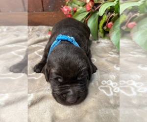 Labrador Retriever Puppy for sale in NEOLA, WV, USA