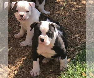 American Bulldog Puppy for sale in RALEIGH, NC, USA