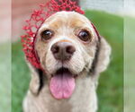 Small #6 Cocker Spaniel