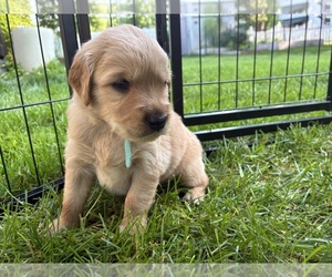 Goldendoodle (Miniature) Puppy for Sale in GROVE CITY, Ohio USA