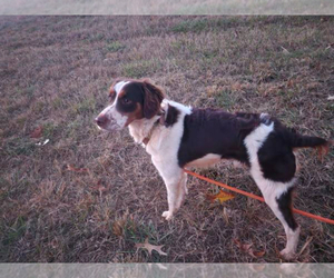 Father of the Brittany puppies born on 10/22/2025