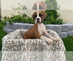 Small Photo #9 Boxer Puppy For Sale in BANNING, CA, USA