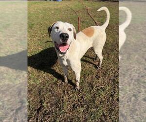 Mutt Dogs for adoption in Riverside, CA, USA