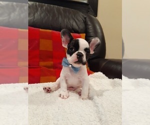 French Bulldog Puppy for sale in LOS ANGELES, CA, USA