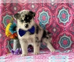Small Photo #2 Pomsky Puppy For Sale in LANCASTER, PA, USA
