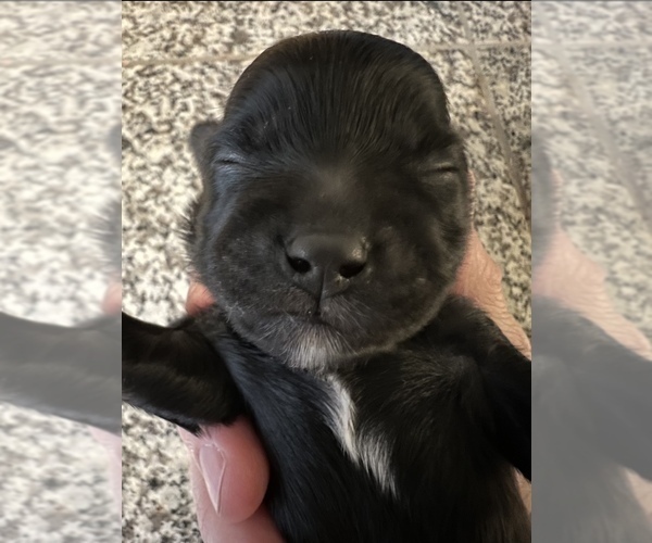 Medium Photo #5 Havashu-YorkiePoo Mix Puppy For Sale in WICHITA, KS, USA