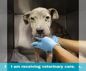 American Staffordshire Terrier-Unknown Mix Dogs for adoption in San Antonio, TX, USA