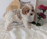 Small #3 Poodle (Miniature)