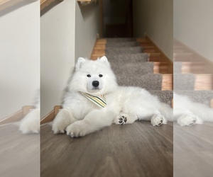 Samoyed Puppy for sale in ELK RIVER, MN, USA