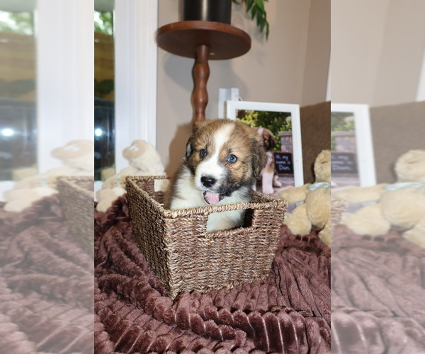 Medium Photo #4 Aussie Pyrenees Puppy For Sale in LEXINGTON, SC, USA