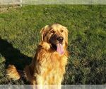 Small Photo #6 Golden Retriever Puppy For Sale in CANBY, OR, USA