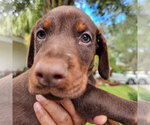 Puppy Red Female Doberman Pinscher