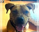 Small #1 Mutt