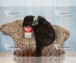 Small Photo #9 Australian Shepherd-Poodle (Toy) Mix Puppy For Sale in SANGER, TX, USA