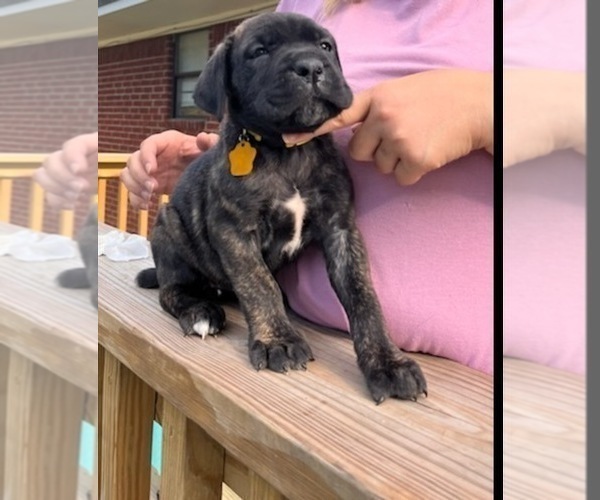 Medium Photo #1 Cane Corso Puppy For Sale in BEEBE, AR, USA