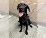Small Great Dane-Labrador Retriever Mix