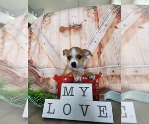 Chihuahua Puppy for sale in CAPE CORAL, FL, USA