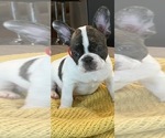 Puppy 3 French Bulldog