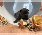 Small Photo #3 French Bulldog Puppy For Sale in HARROLD, SD, USA