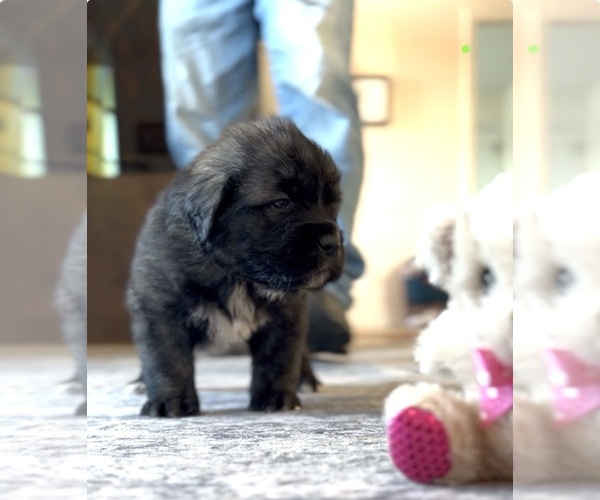 Medium Photo #4 Mastiff-Pyrenean Mastiff Mix Puppy For Sale in RHOME, TX, USA