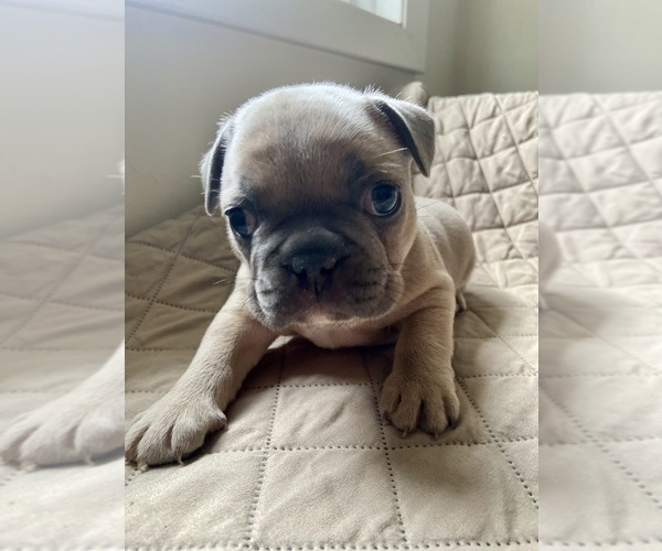 Medium Photo #2 French Bulldog Puppy For Sale in TRAVELERS REST, SC, USA