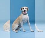 Small #9 Great Dane-Labrador Retriever Mix