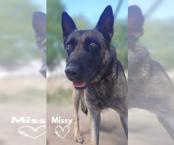Medium Photo #3 German Shepherd Dog-Unknown Mix Puppy For Sale in Monte Vista, CO, USA
