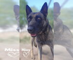 Small #2 German Shepherd Dog Mix