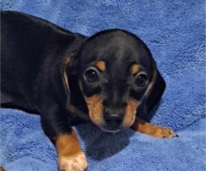 Chiweenie Puppy for sale in SALEM, AR, USA