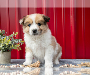 Medium Australian Shepherd