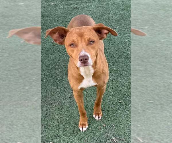 Medium Photo #2 Dachshund-Staffordshire Bull Terrier Mix Puppy For Sale in La Verne, CA, USA