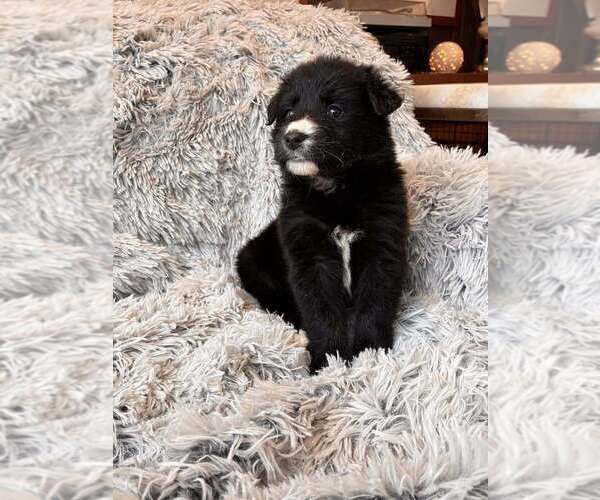 Medium Photo #3 Border Collie-Unknown Mix Puppy For Sale in New York, NY, USA