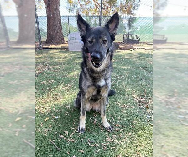 Medium Photo #1 German Shepherd Dog Puppy For Sale in Fremont, CA, USA