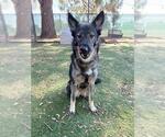 Small German Shepherd Dog