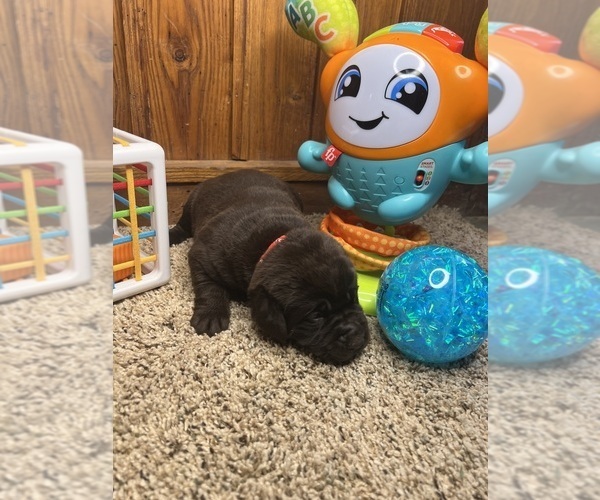 Medium Photo #2 Labrador Retriever Puppy For Sale in NEOLA, WV, USA