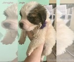 Small Photo #2 Saint Bernard Puppy For Sale in DURANGO, IA, USA
