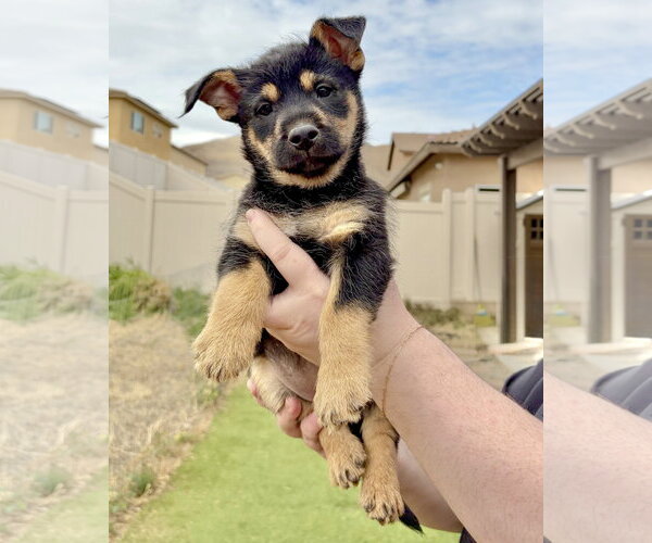 Medium Photo #7 Mutt Puppy For Sale in Corona, CA, USA