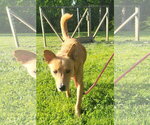Small #11 Australian Kelpie-Golden Retriever Mix