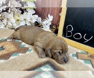 Dachshund Puppy for Sale in CASSVILLE, Missouri USA