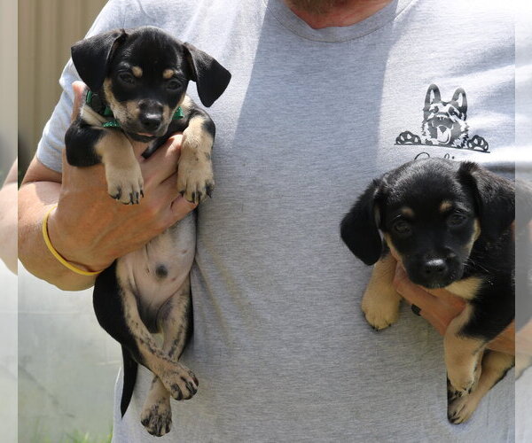 Medium Photo #3 Dachshund Puppy For Sale in Bandera, TX, USA
