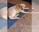 Small #15 Labrador Retriever