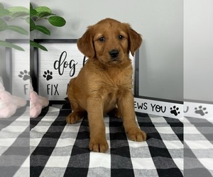 Golden Retriever Puppy for sale in FRANKLIN, IN, USA