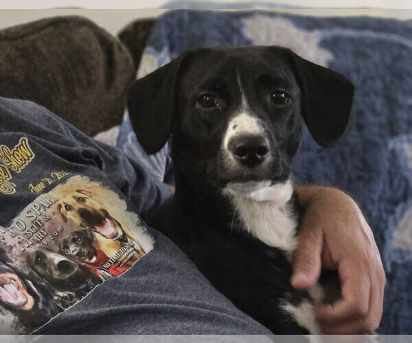 Medium Photo #3 Chiweenie Puppy For Sale in Foristell, MO, USA