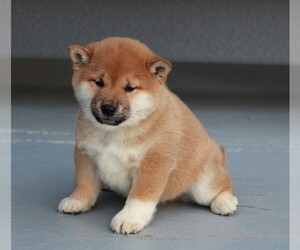 Shiba Inu Puppy for sale in APPLE CREEK, OH, USA