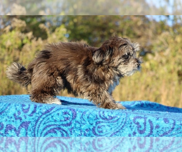 Medium Photo #12 ShihPoo Puppy For Sale in DYERSBURG, TN, USA