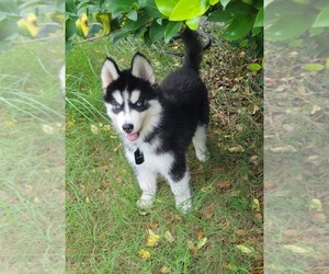Siberian Husky Puppy for sale in FULSHEAR, TX, USA