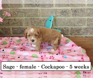 Cock-A-Poo Puppy for Sale in CLARKRANGE, Tennessee USA