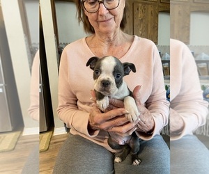 Boston Terrier Puppy for sale in FREDONIA, KS, USA
