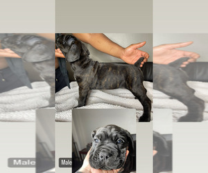 Cane Corso Puppy for sale in PUNTA GORDA, FL, USA