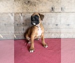 Litter of 9 - Male(s) and Female(s) BoxerLitter of Puppies for Sale - Photo #25